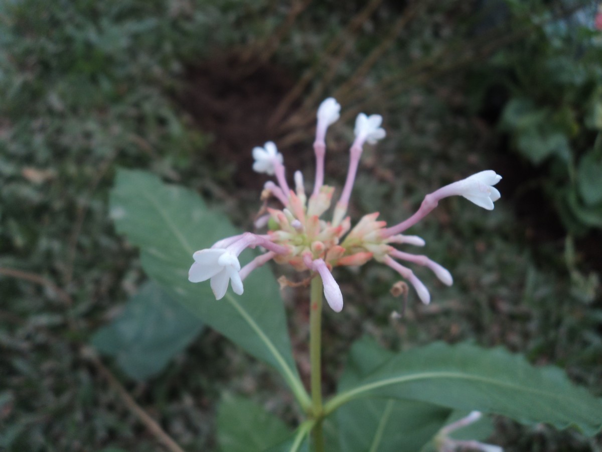 Rauvolfia serpentina (L.) Benth. ex Kurz